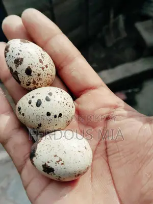 European Giant Coturnix Quail Hatching Eggs