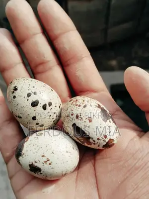 European Giant Coturnix Quail Hatching Eggs