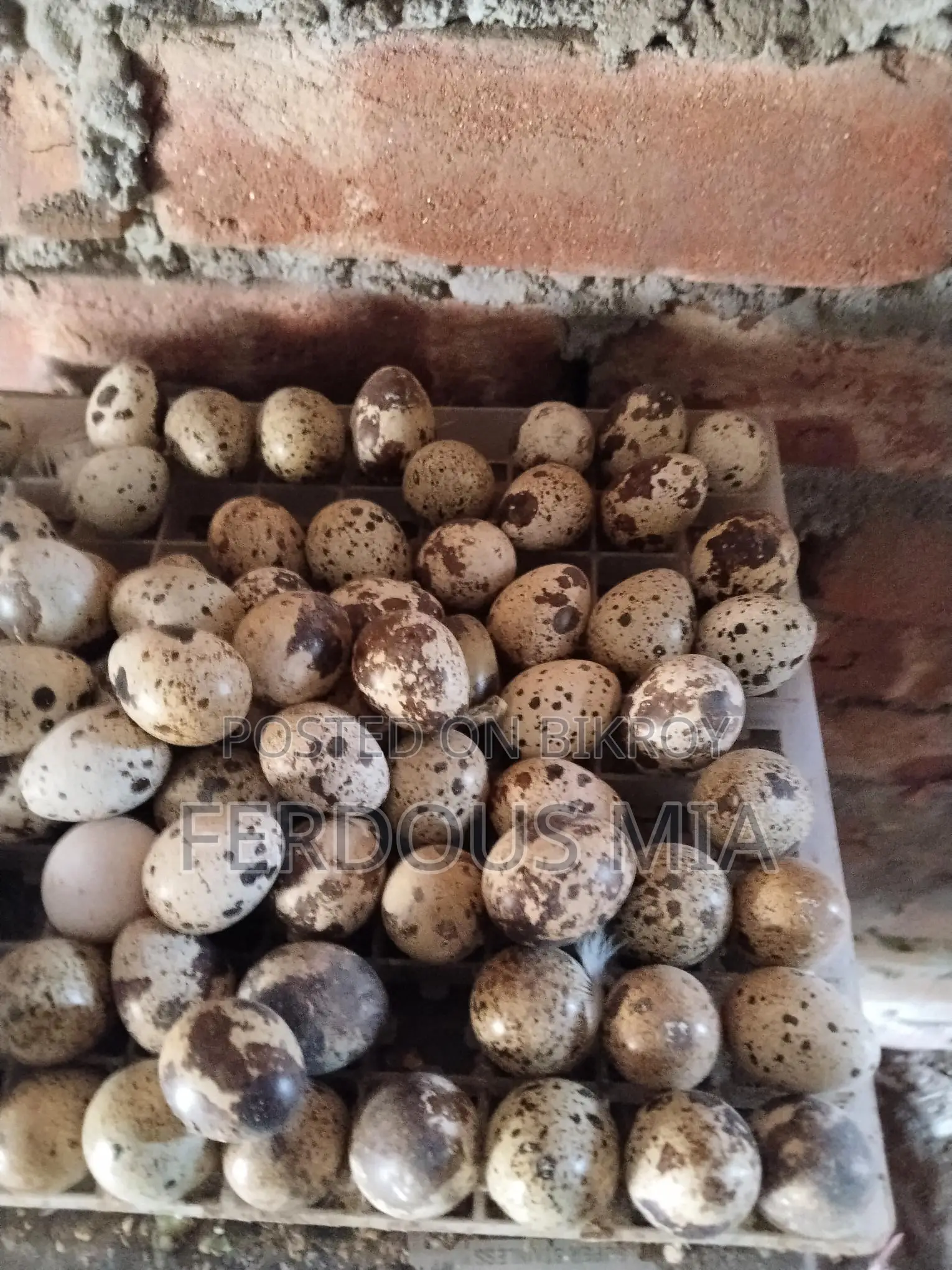 European Giant Coturnix Quail Hatching Eggs