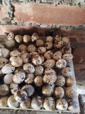 European Giant Coturnix Quail Hatching Eggs