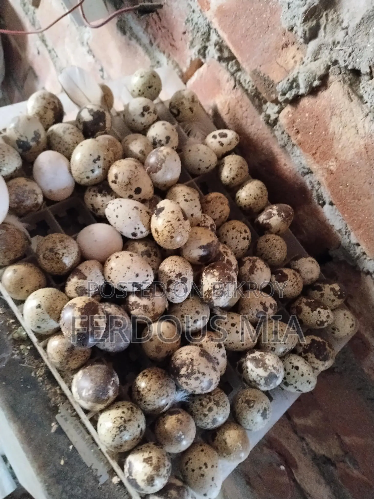 European Giant Coturnix Quail Hatching Eggs
