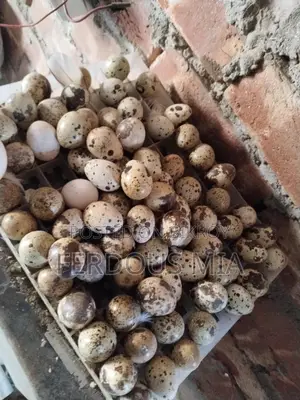 European Giant Coturnix Quail Hatching Eggs
