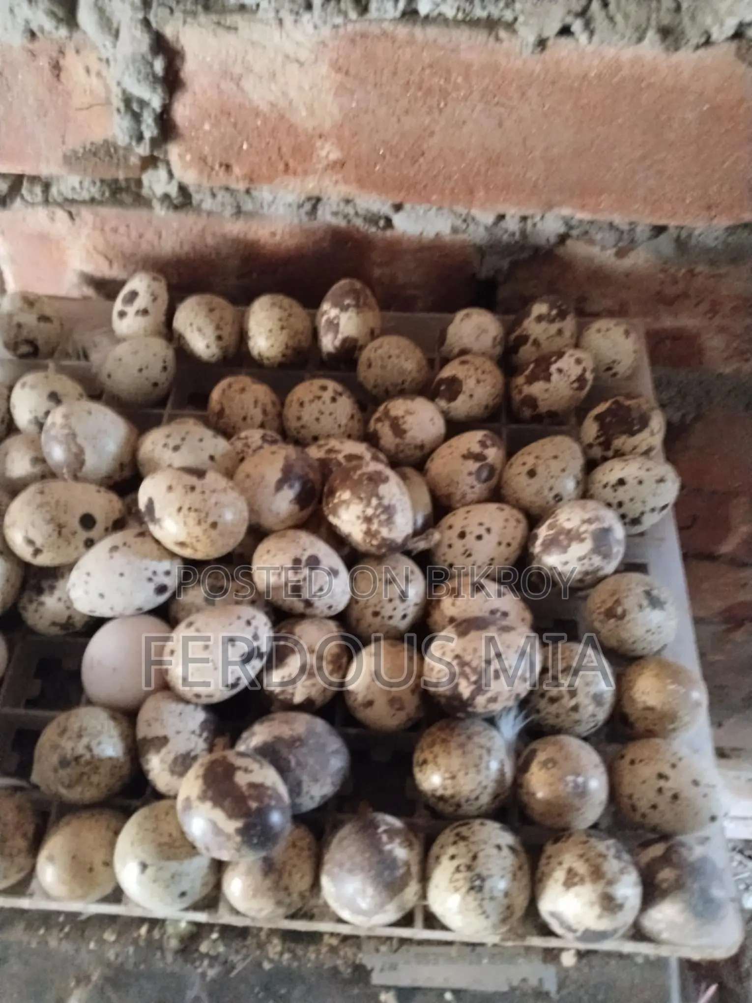 European Giant Coturnix Quail Hatching Eggs