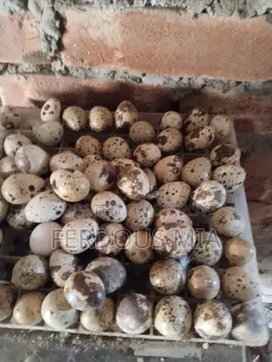 European Giant Coturnix Quail Hatching Eggs