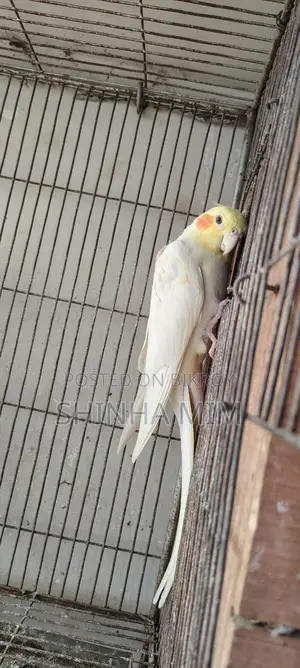 ককাটেল পাখি