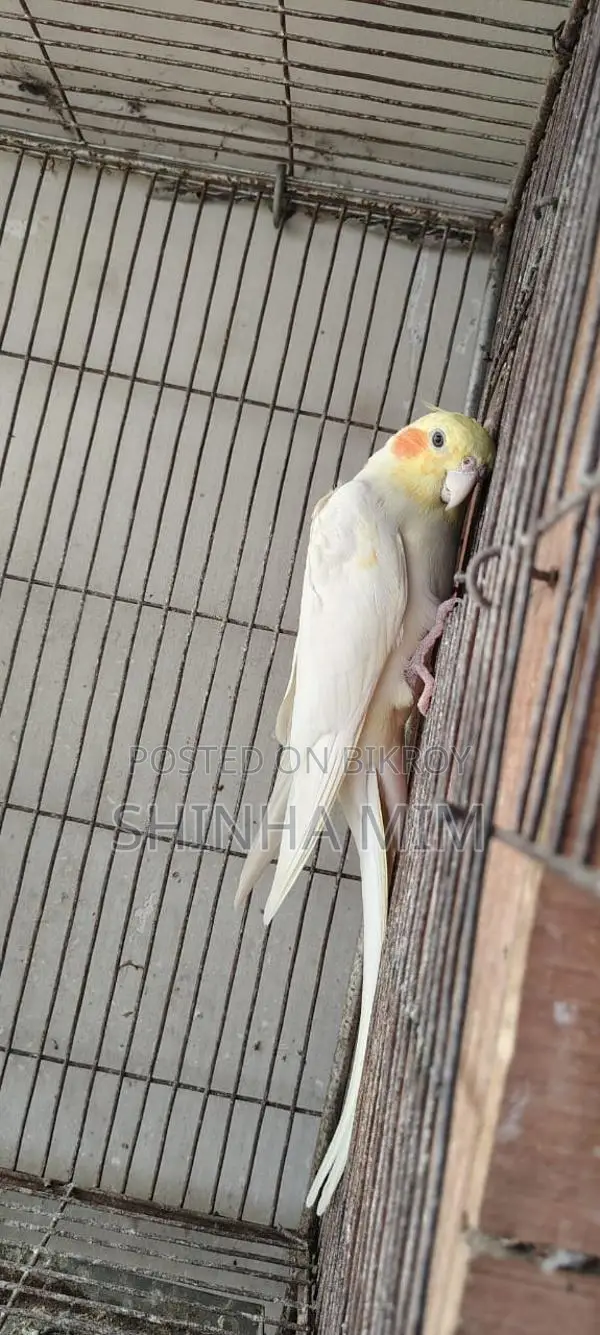 ককাটেল পাখি