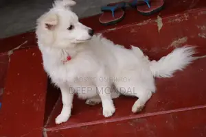 6-12 months Female Purebred Japanese Spitz