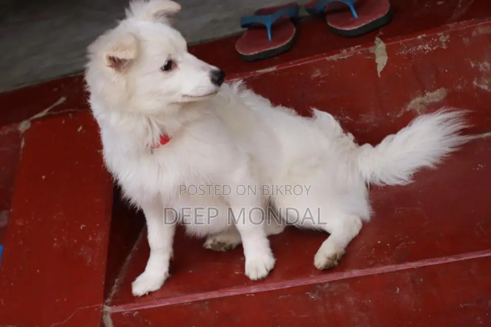 6-12 months Female Purebred Japanese Spitz