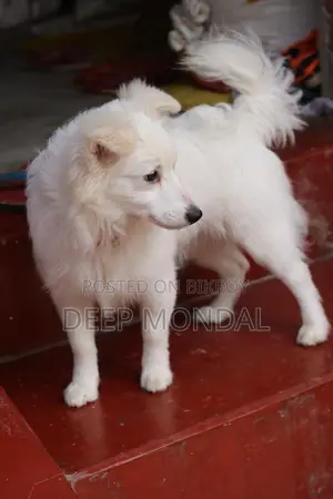6-12 months Female Purebred Japanese Spitz