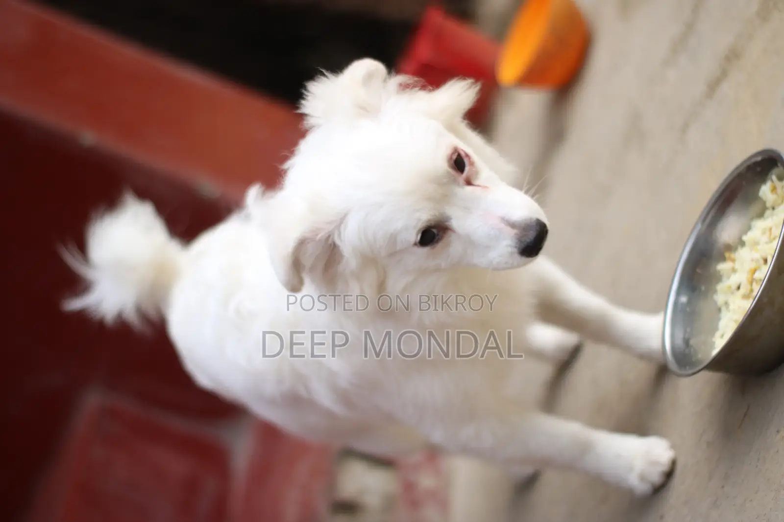 6-12 months Female Purebred Japanese Spitz
