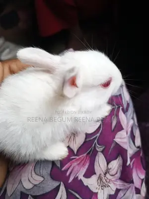 Pair of Rabbits