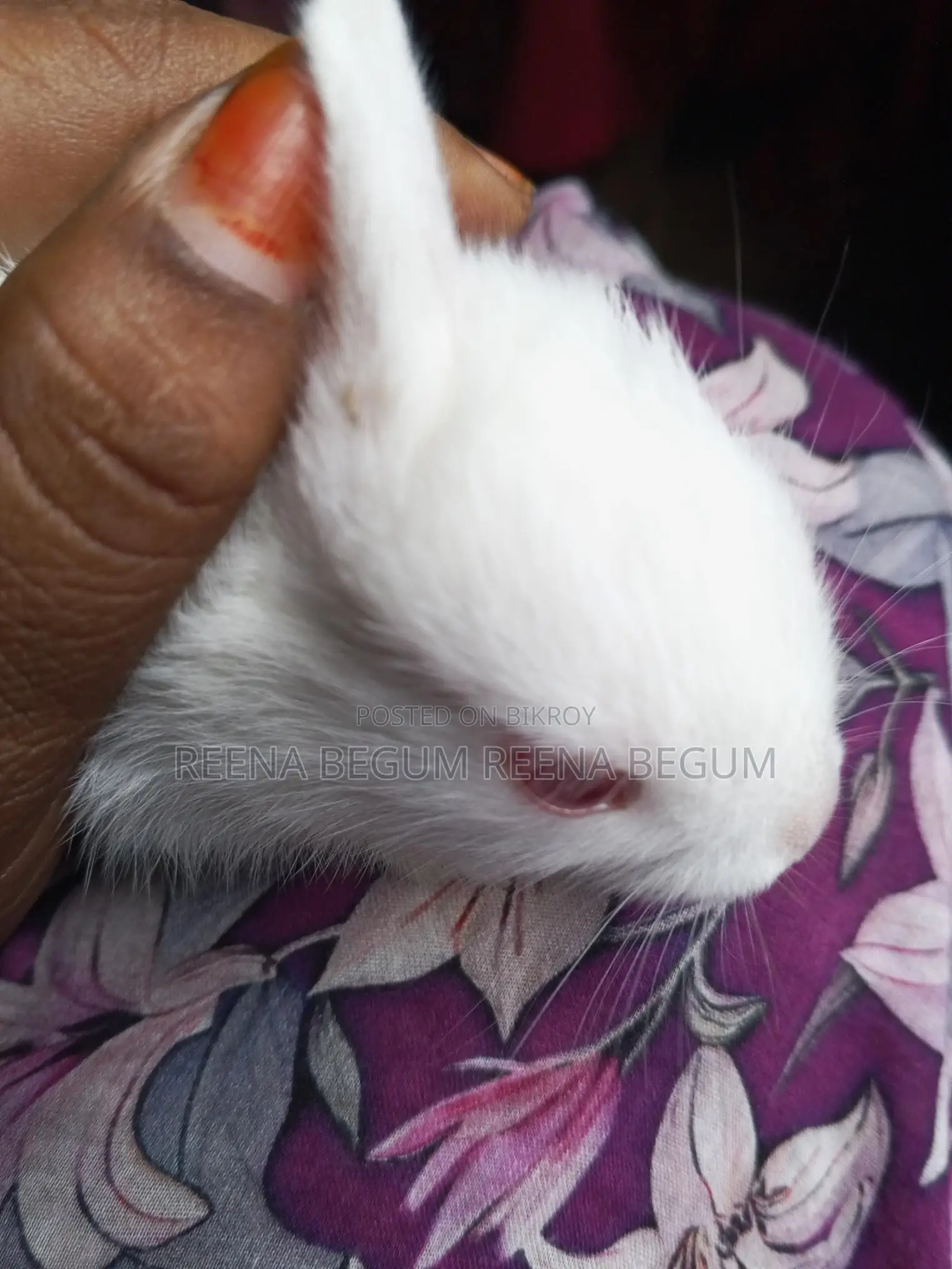 Pair of Rabbits