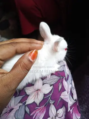 Pair of Rabbits