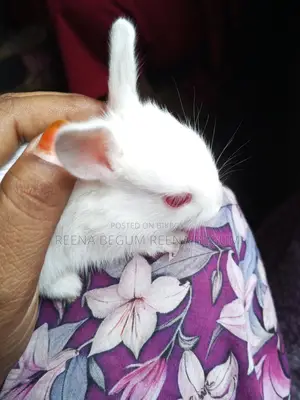 Pair of Rabbits