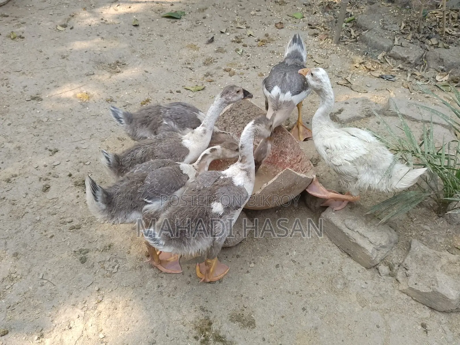 Gosling for sale