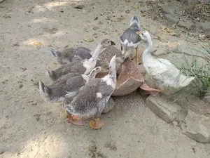 রাজহাঁসের বাচ্চা বিক্রি