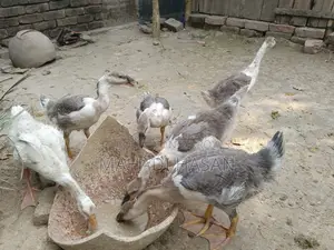 Gosling for sale