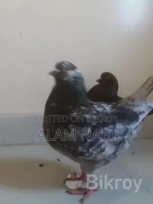 King Female Pigeon