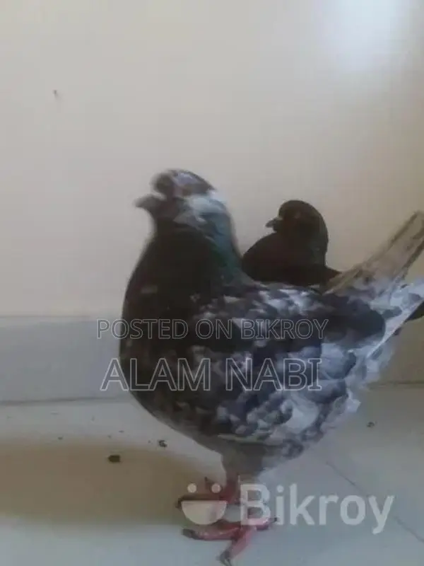King Female Pigeon