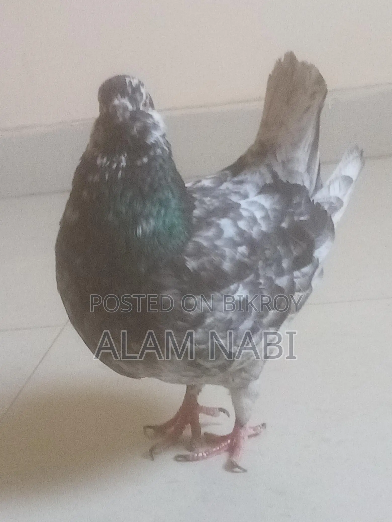 King Female Pigeon
