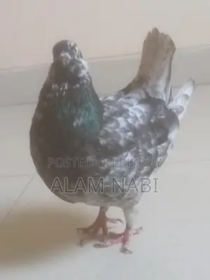 King Female Pigeon