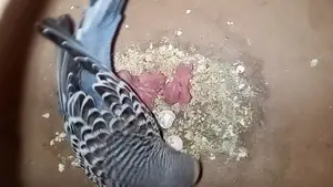 ২ বার ডিম বাচ্চা করা