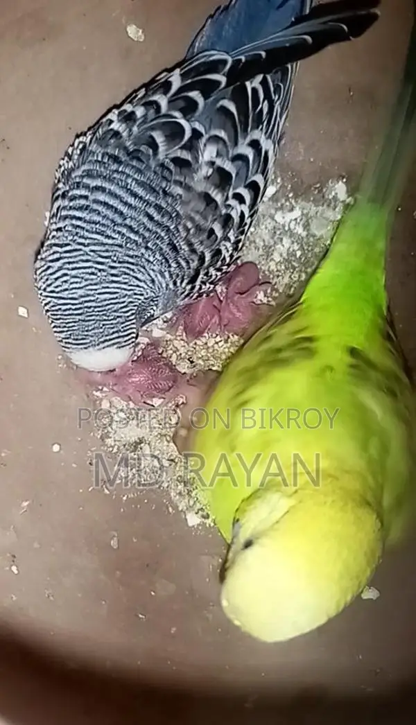 ২ বার ডিম বাচ্চা করা