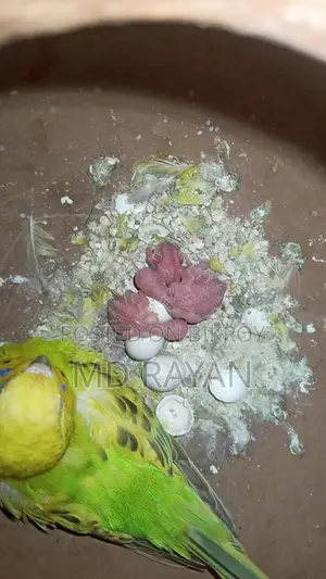 ২ বার ডিম বাচ্চা করা