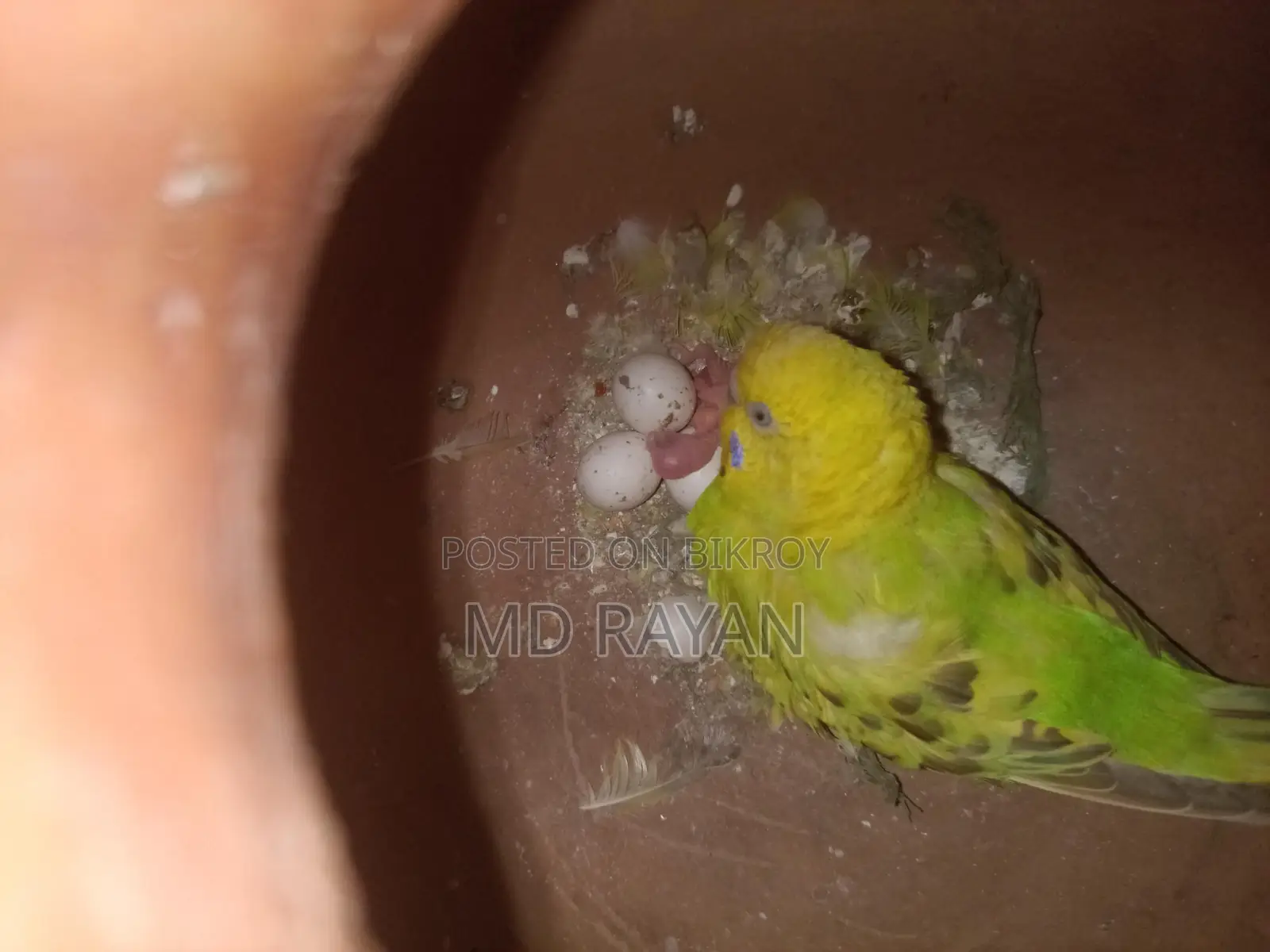 ২ বার ডিম বাচ্চা করা