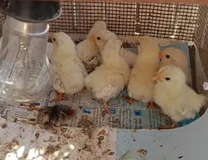 Blacktail Japanese Benham Babies