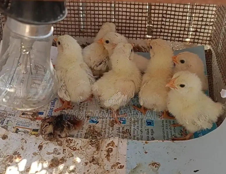 Blacktail Japanese Benham Babies