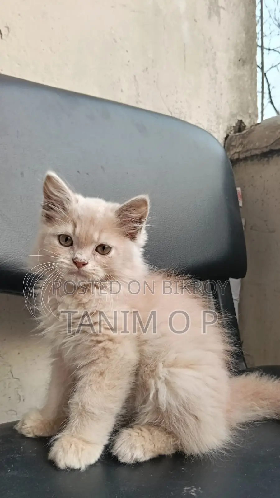 4 Persian Triple Coated Kitten
