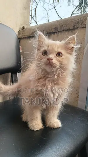 4 Persian Triple Coated Kitten