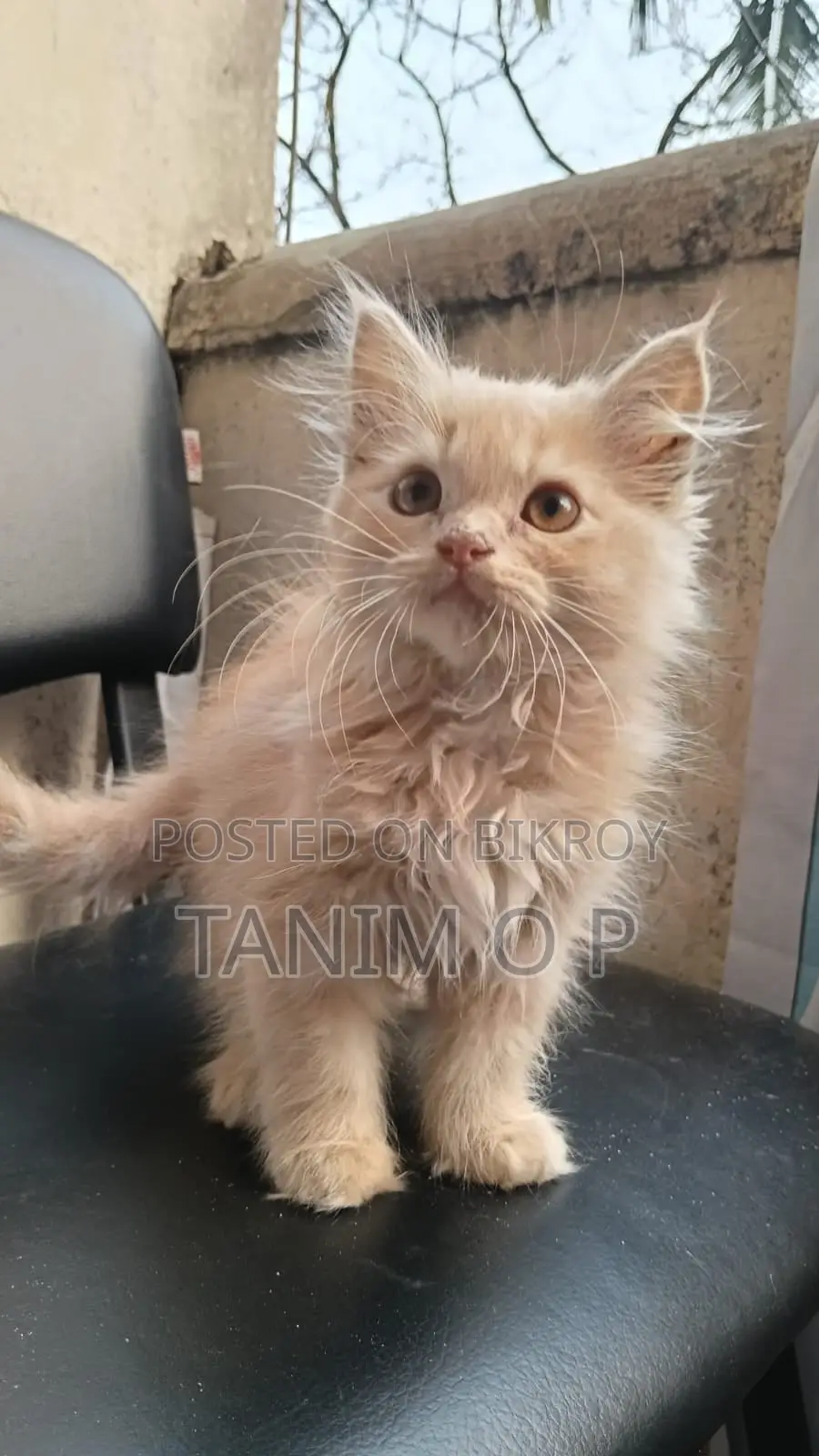 4 Persian Triple Coated Kitten