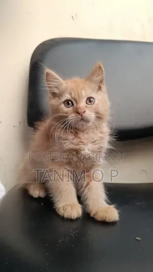 4 Persian Triple Coated Kitten