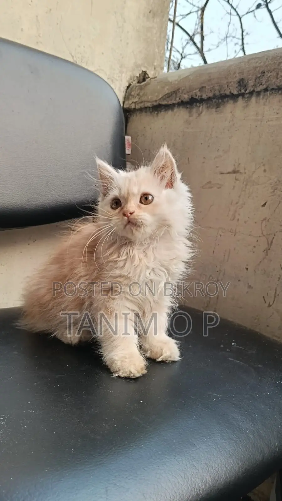 4 Persian Triple Coated Kitten