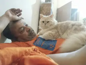 Cat for Sale