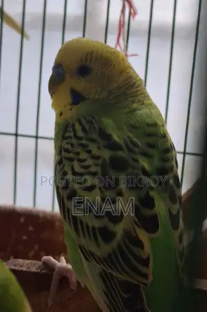 বাজরিগর পাখি ১০০% ডিম বাচ্চার গ্যারান্টি
