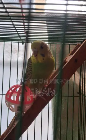 বাজরিগর পাখি ১০০% ডিম বাচ্চার গ্যারান্টি