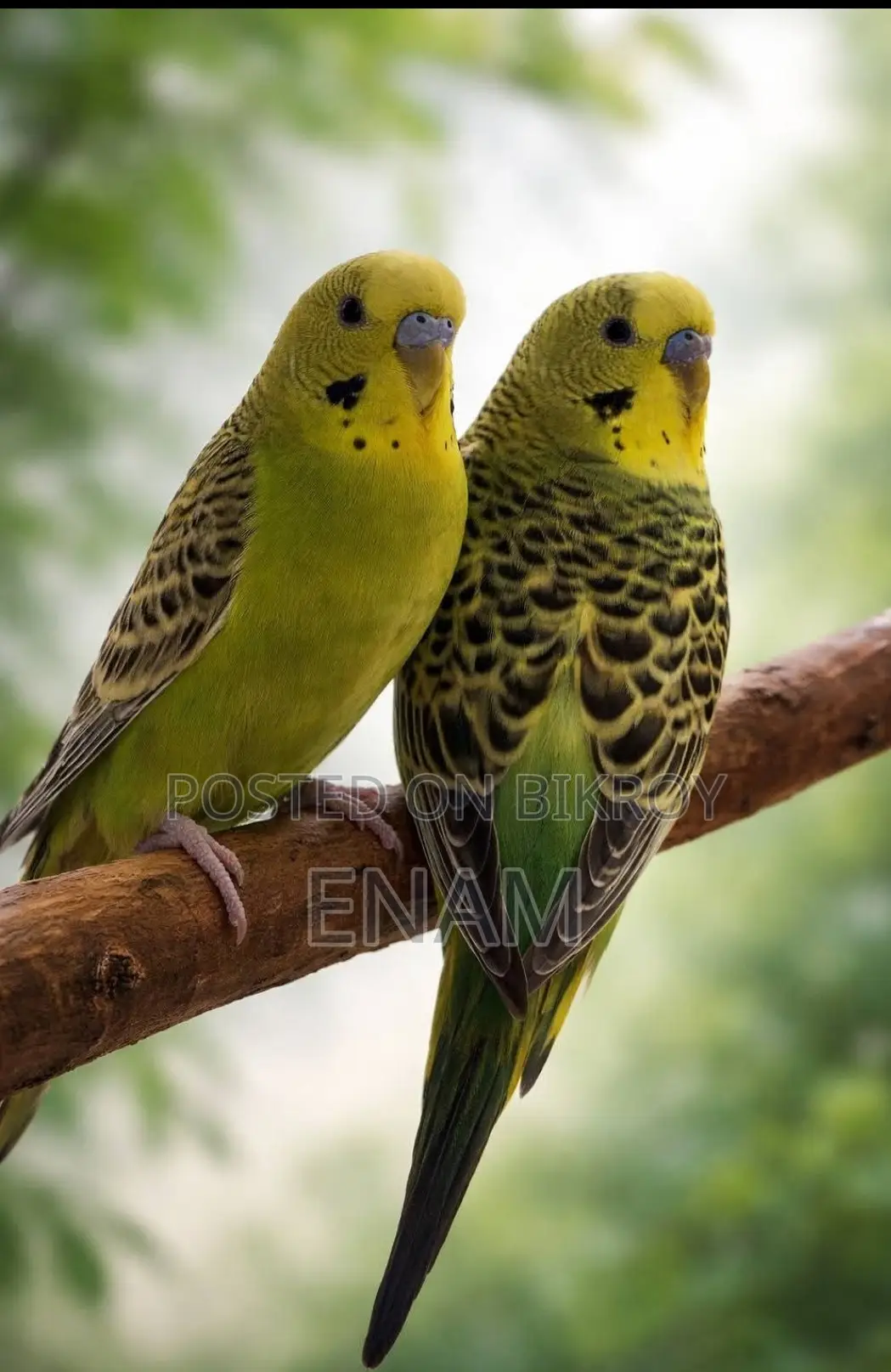 বাজরিগর পাখি ১০০% ডিম বাচ্চার গ্যারান্টি