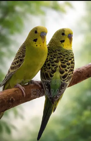 বাজরিগর পাখি ১০০% ডিম বাচ্চার গ্যারান্টি
