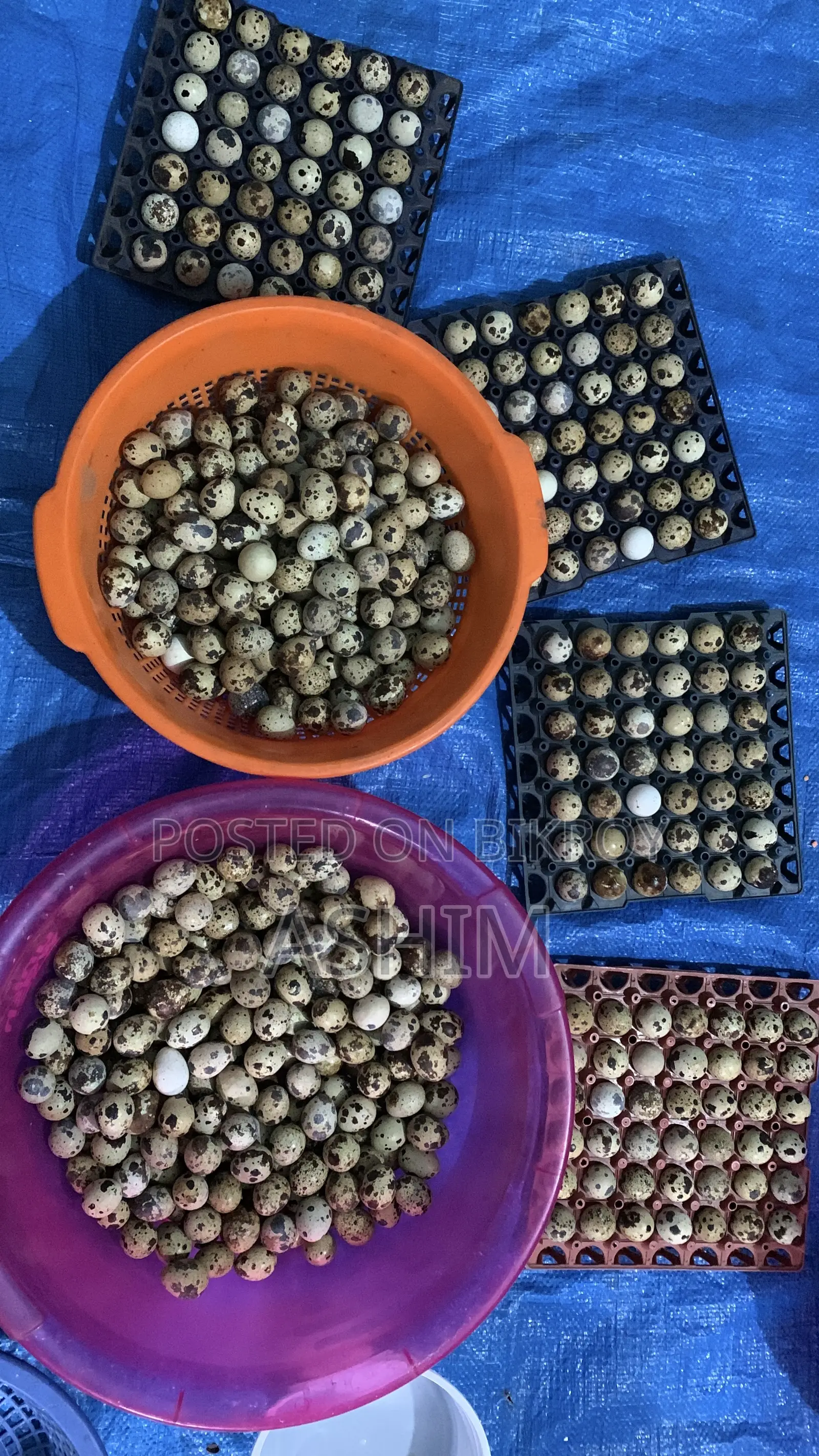 Quail Eggs
