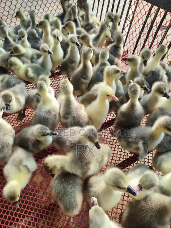 Ducklings