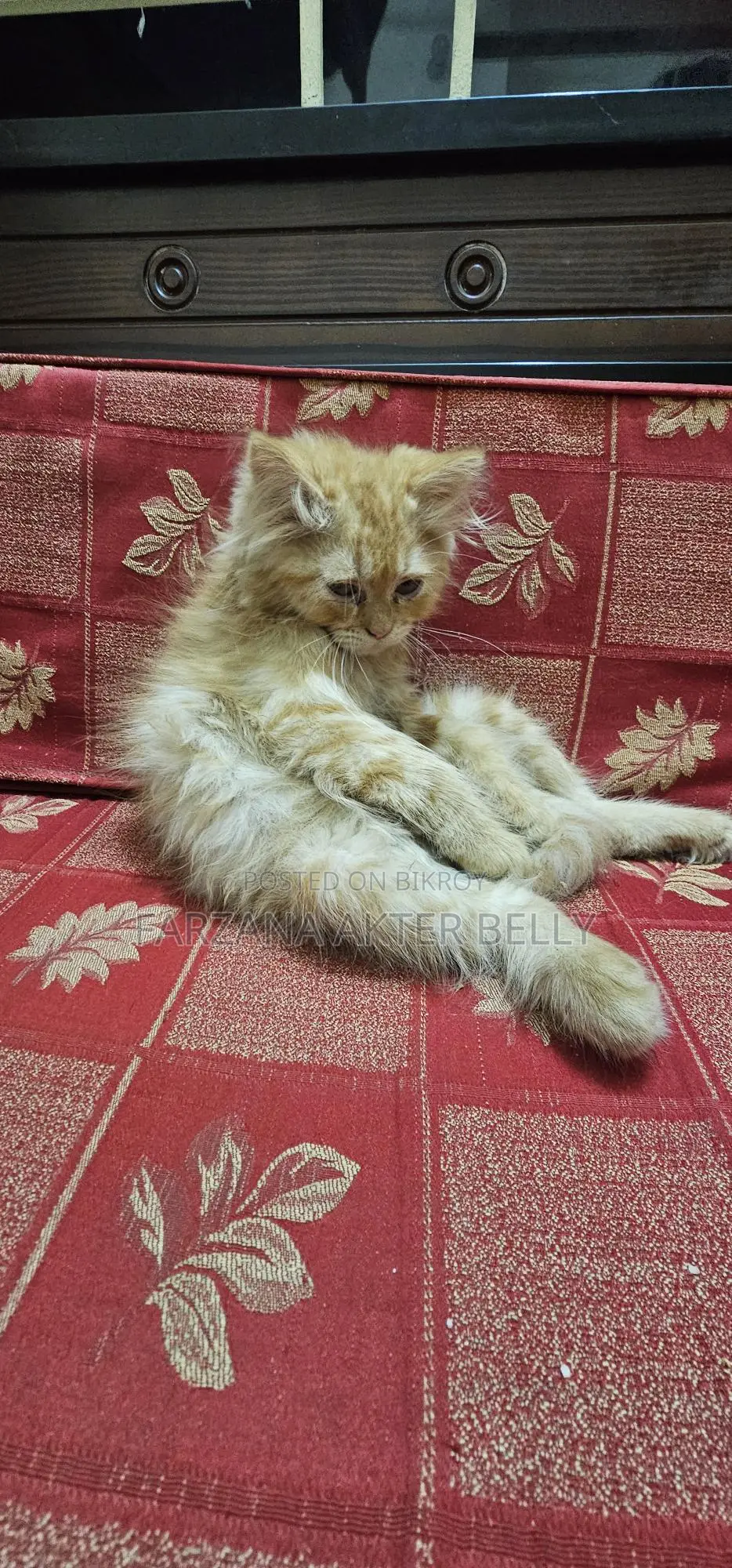 পার্সিয়ান বিড়াল