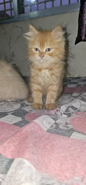 পার্সিয়ান বিড়াল