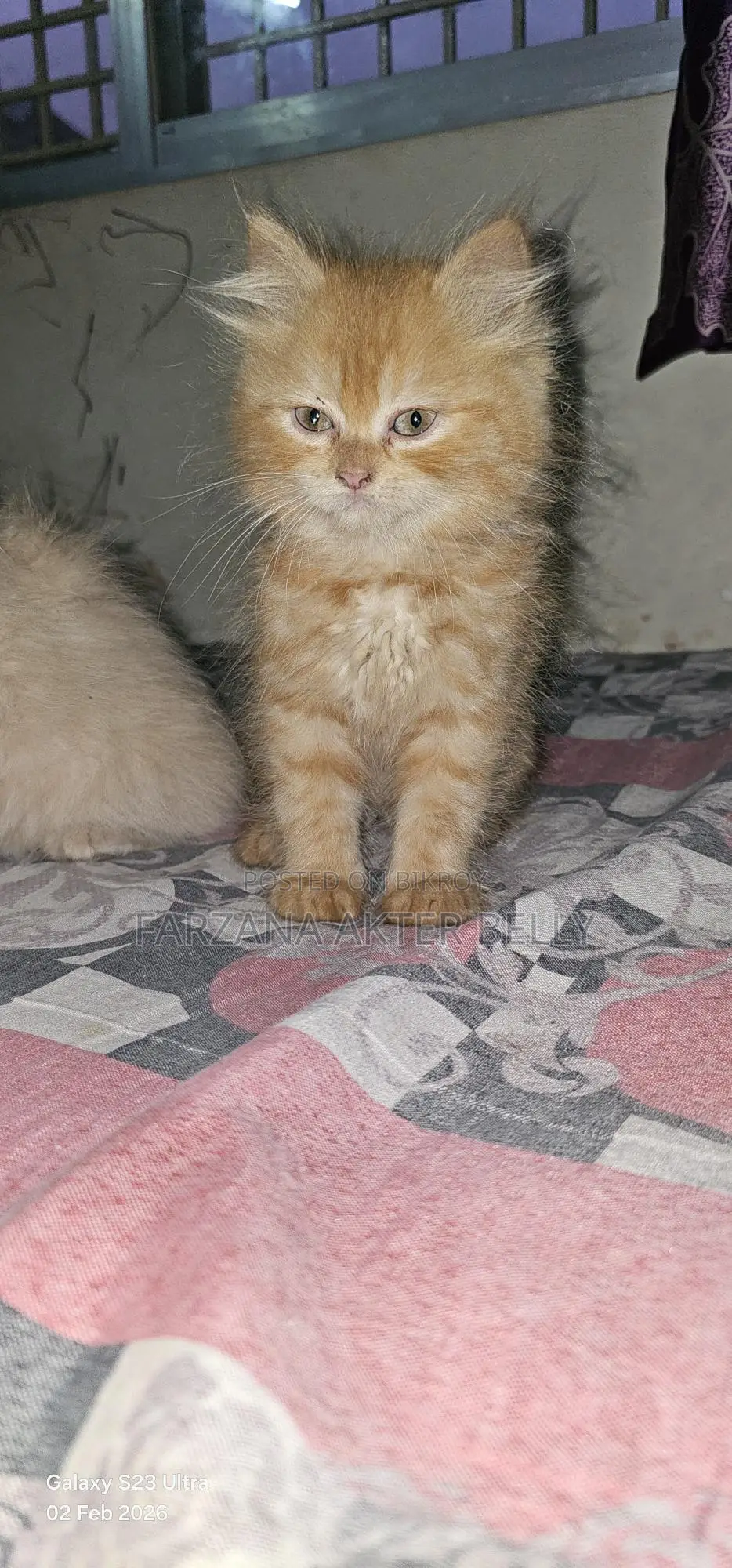 পার্সিয়ান বিড়াল
