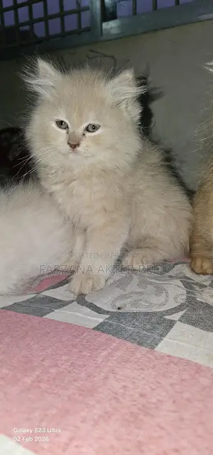 পার্সিয়ান বিড়াল