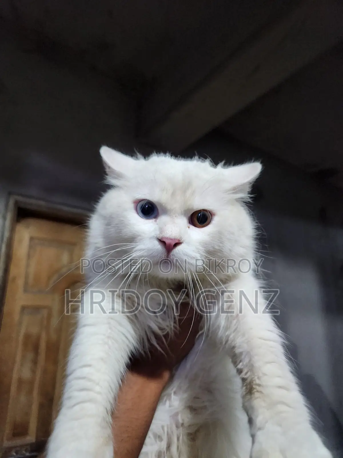 Cat for sale