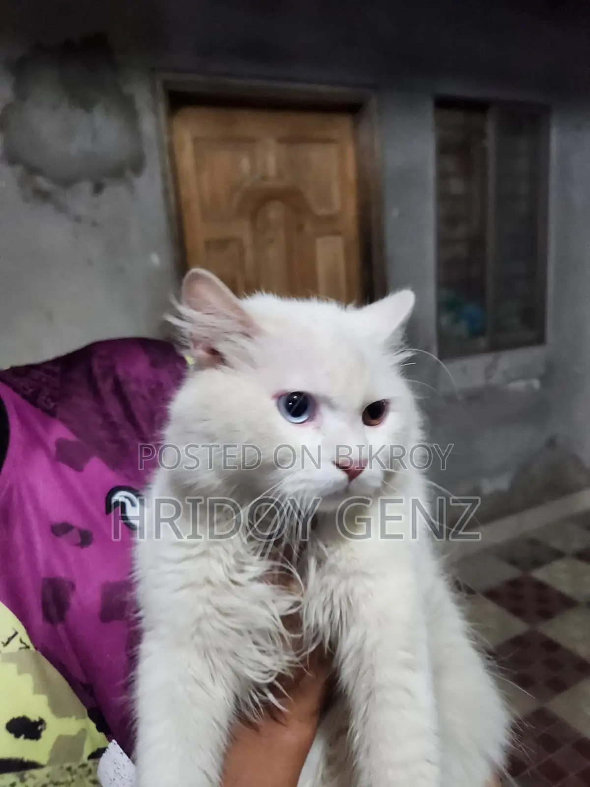 Cat for sale