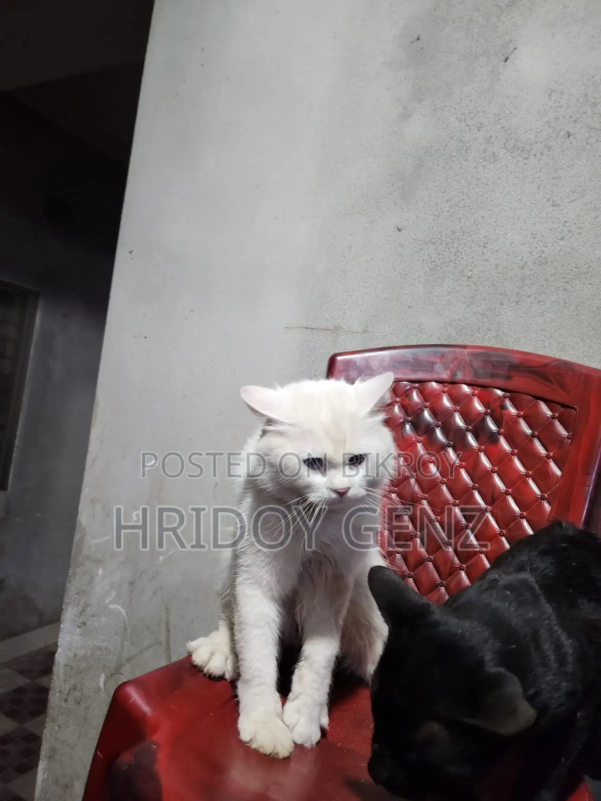 Cat for sale